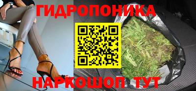 крисы Можга